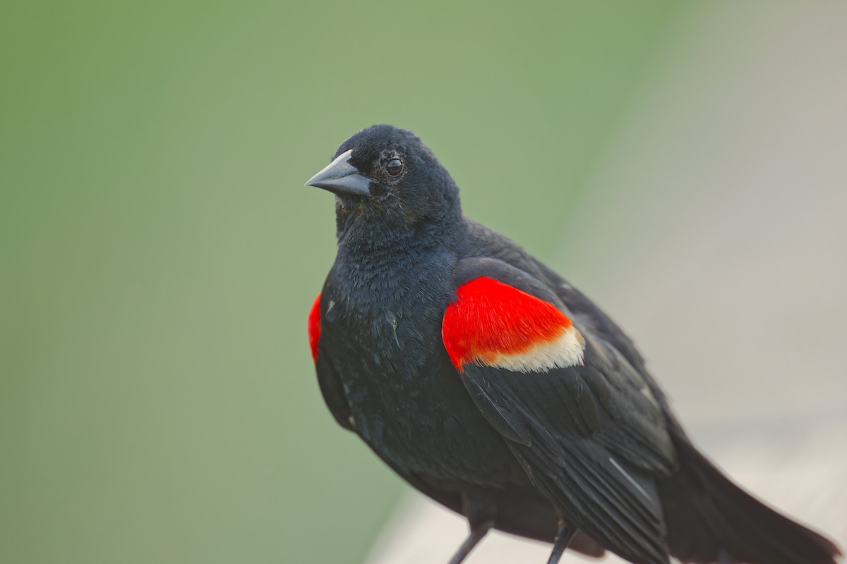 Red-winged Blackbird - ML620366718