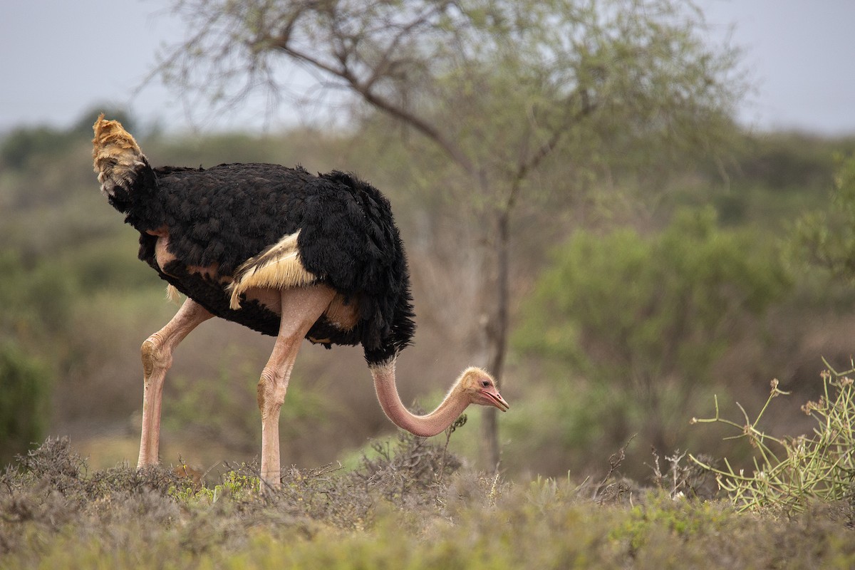 Африканский страус - ML620366723