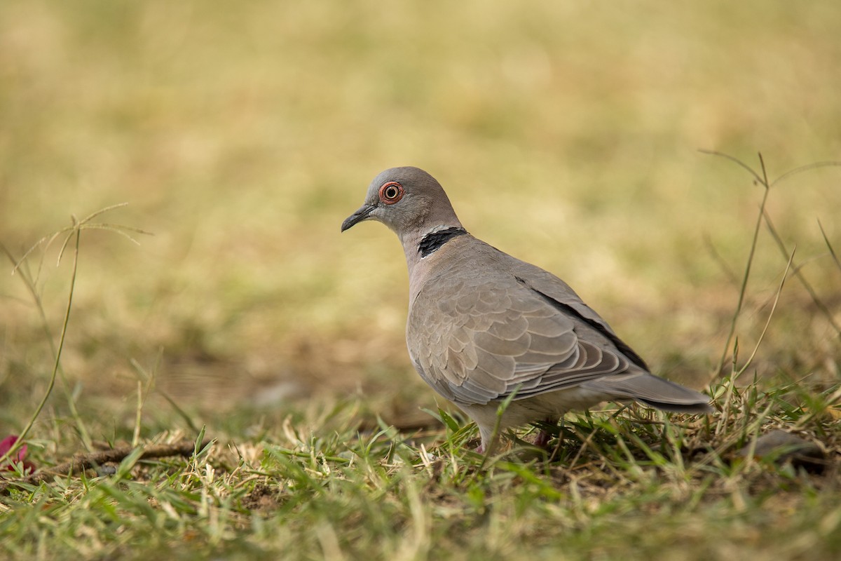 Mourning Collared-Dove - ML620366733