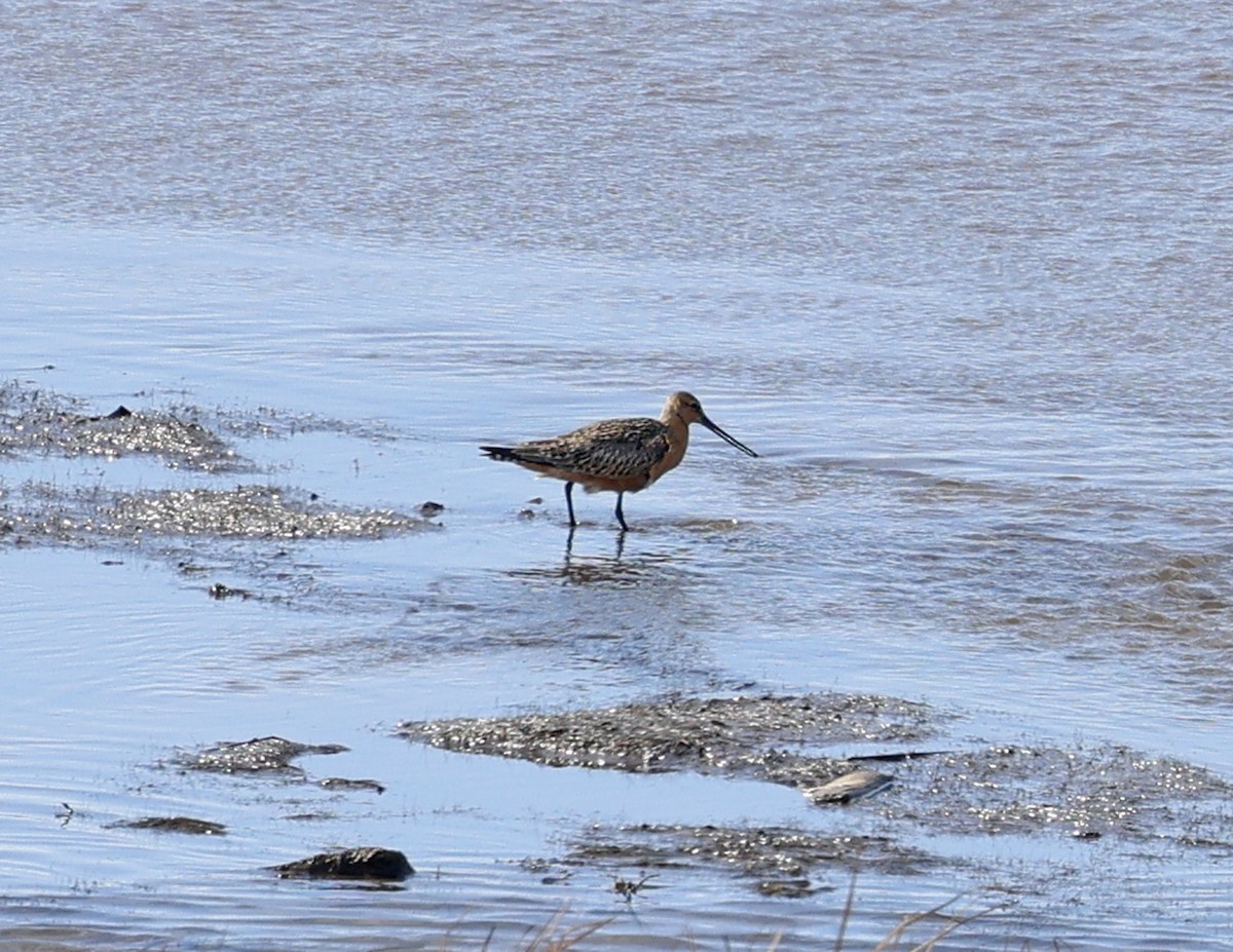 Bar-tailed Godwit - ML620366738