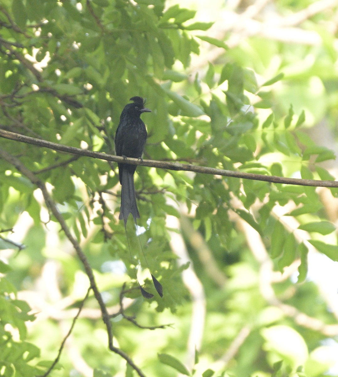 Greater Racket-tailed Drongo - ML620366746