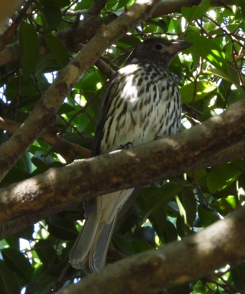 Australasian Figbird - ML620366759