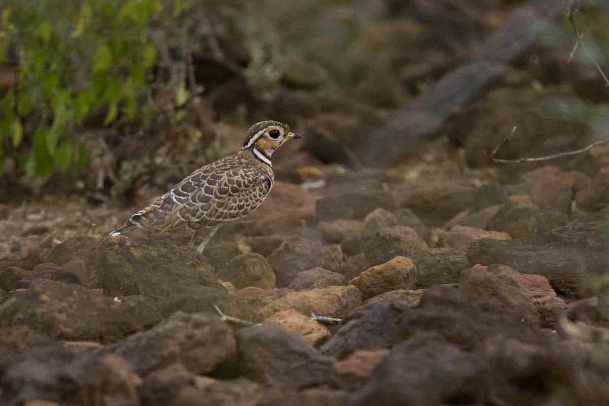 Three-banded Courser - ML620366768
