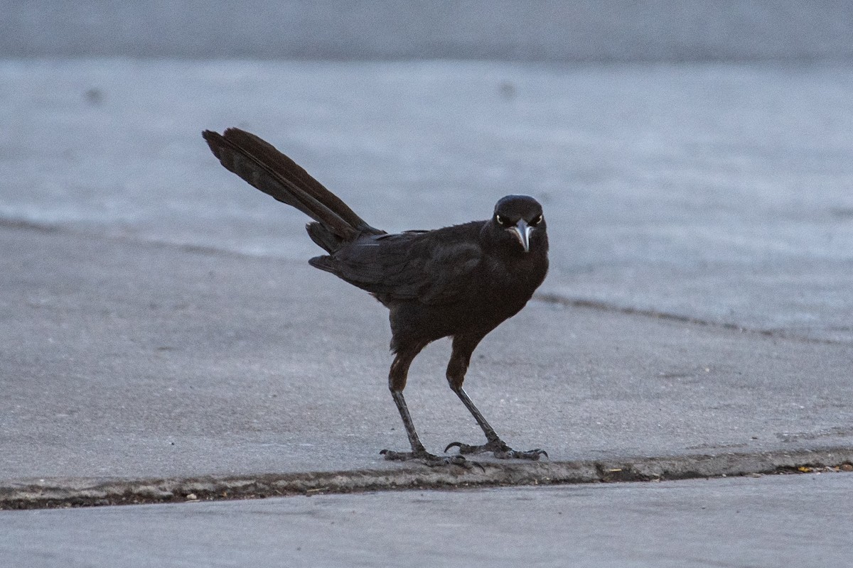 Great-tailed Grackle - ML620366793