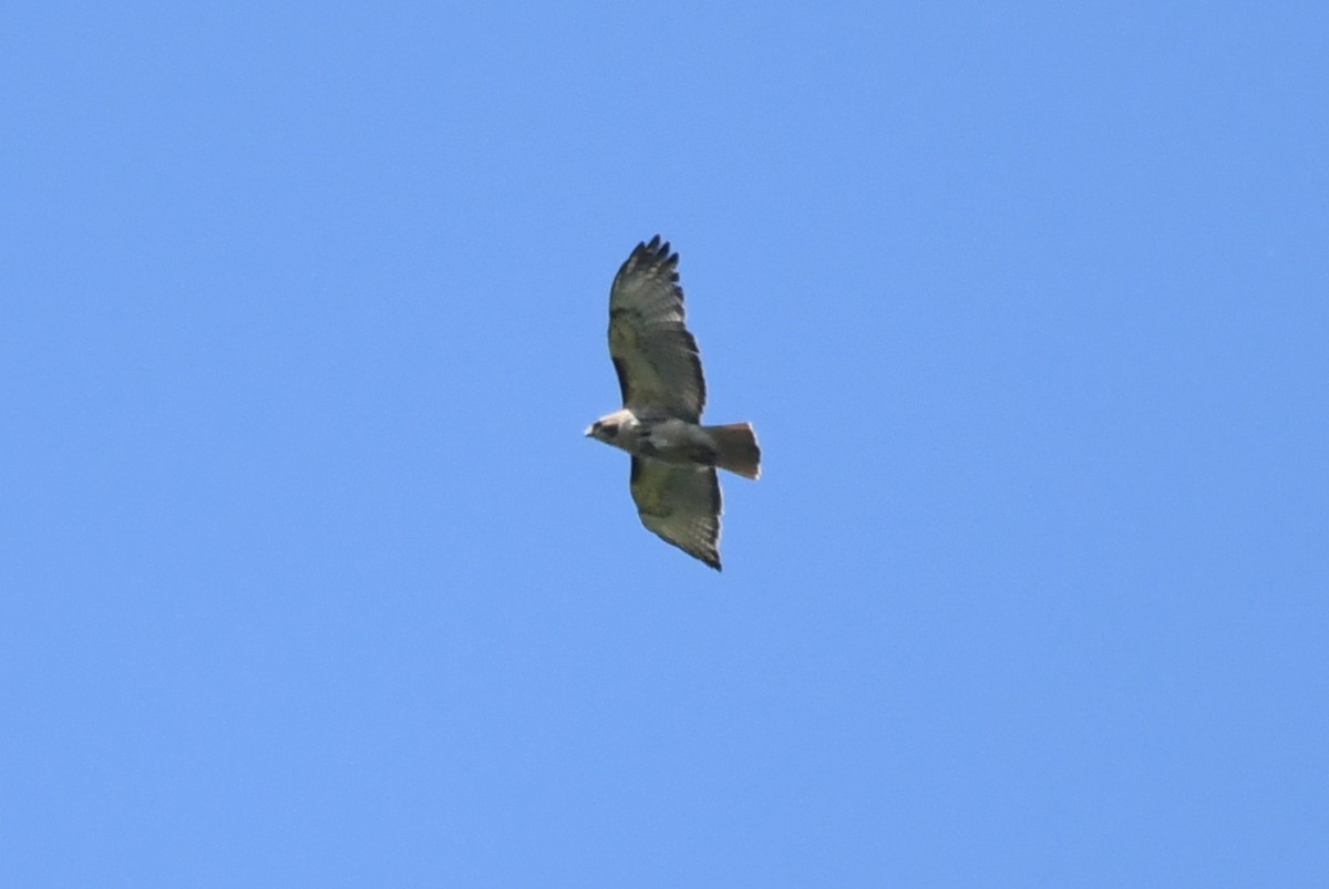 Red-tailed Hawk - ML620366805