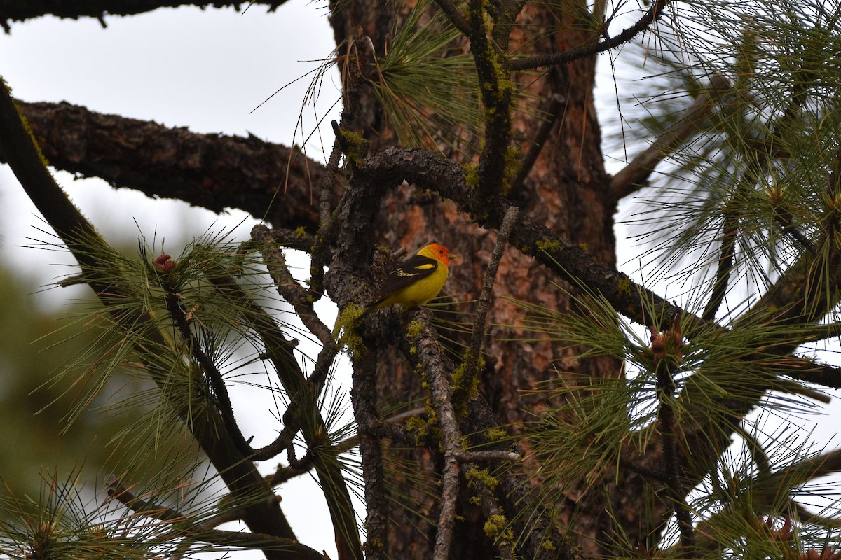 Western Tanager - ML620366811