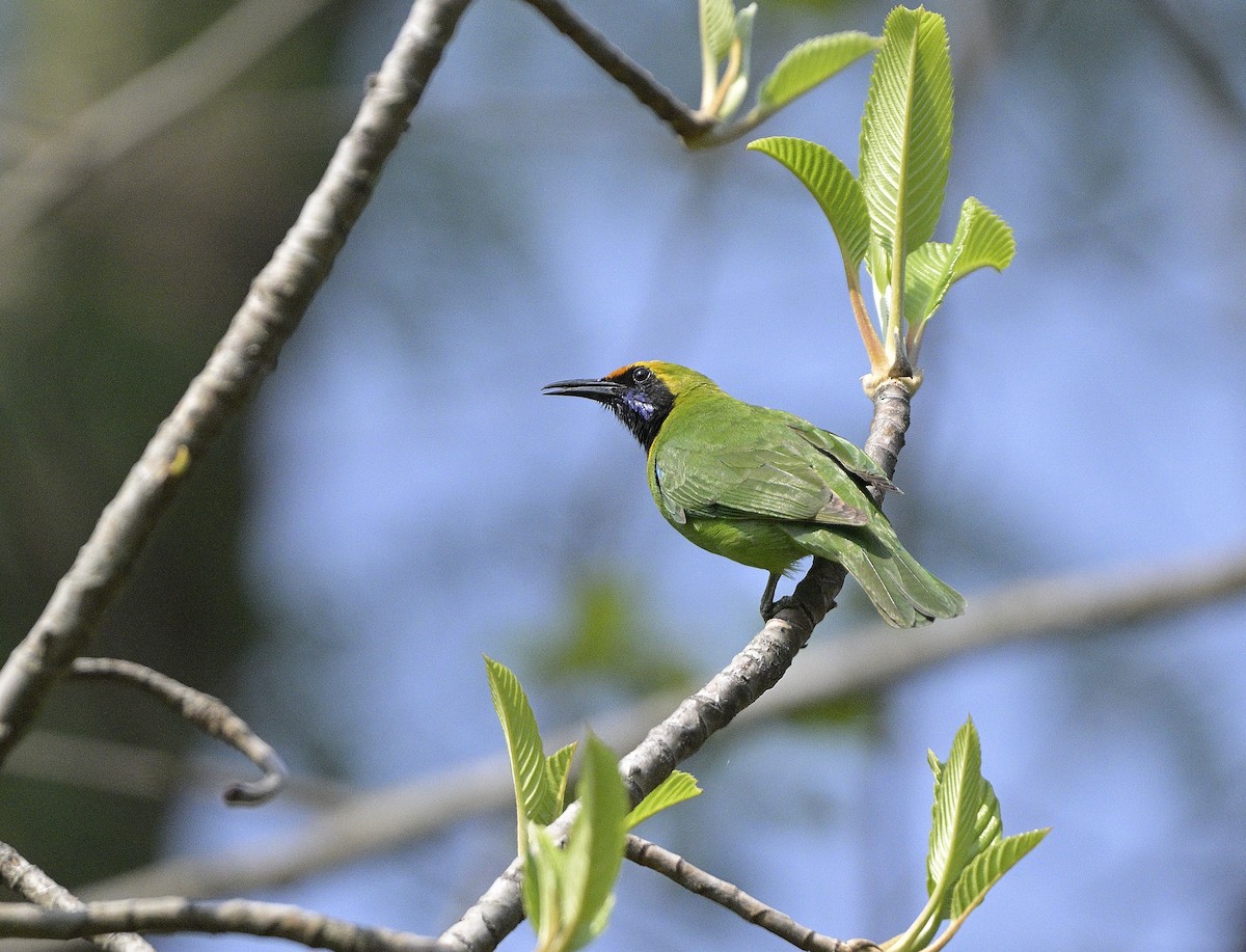 Golden-fronted Leafbird - ML620366812