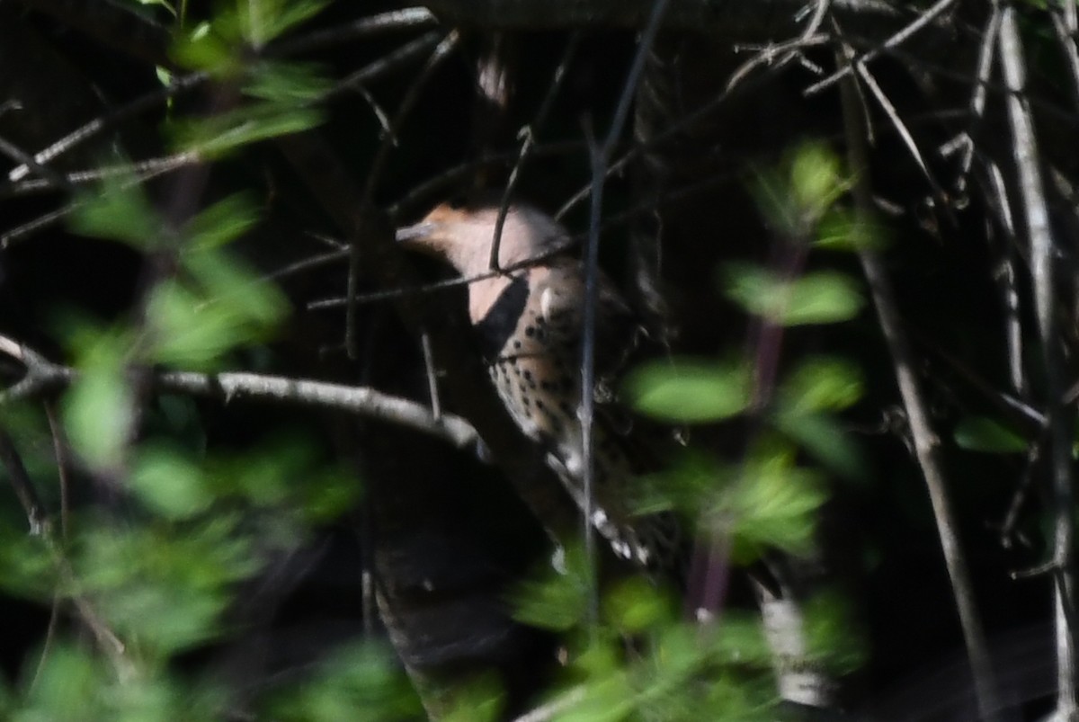 Northern Flicker - ML620366814