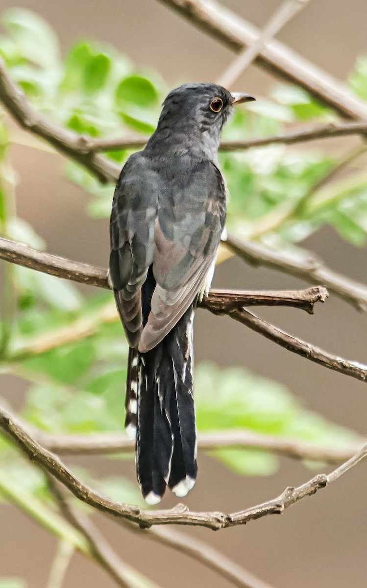 Gray-bellied Cuckoo - ML620366818