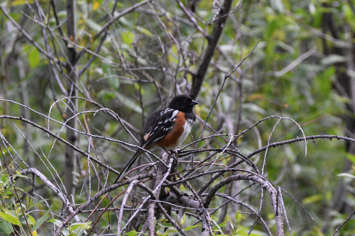 Spotted Towhee - ML620366830
