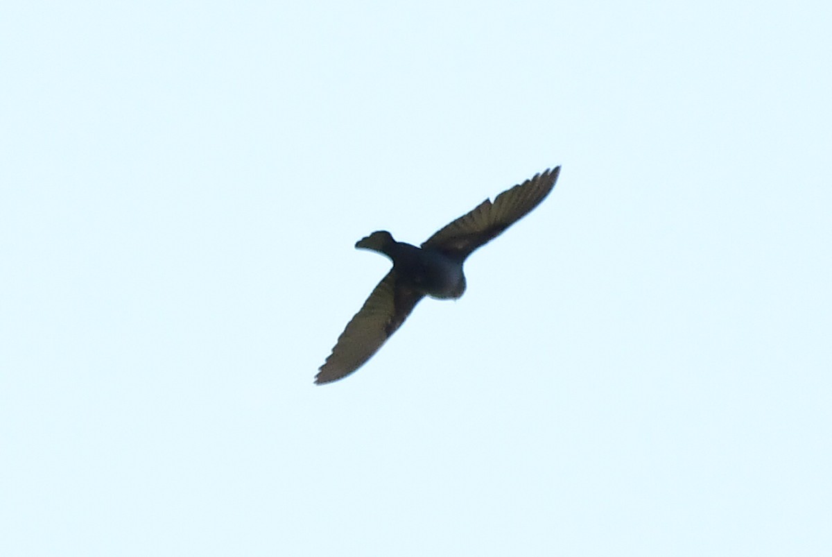 Purple Martin - ML620366833