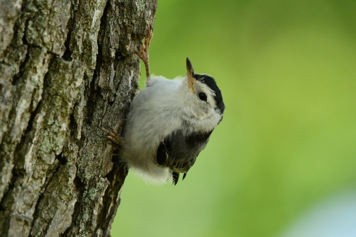 White-breasted Nuthatch - ML620366837