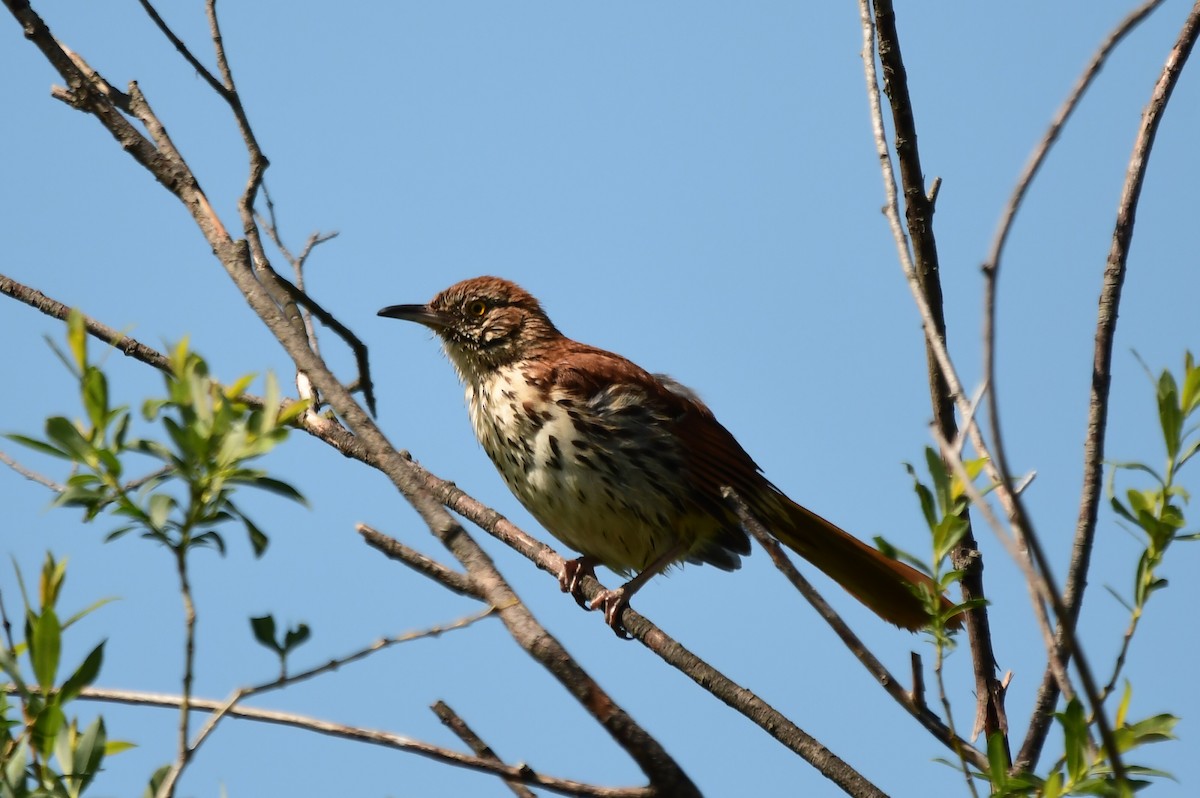 Brown Thrasher - ML620366842