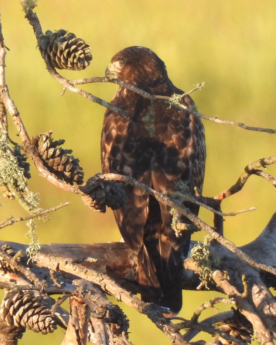 Red-tailed Hawk - ML620366848