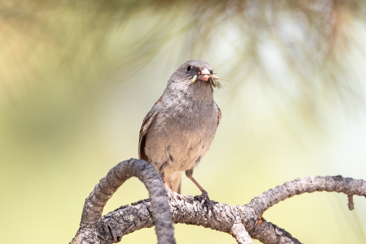 Dark-eyed Junco - ML620366870