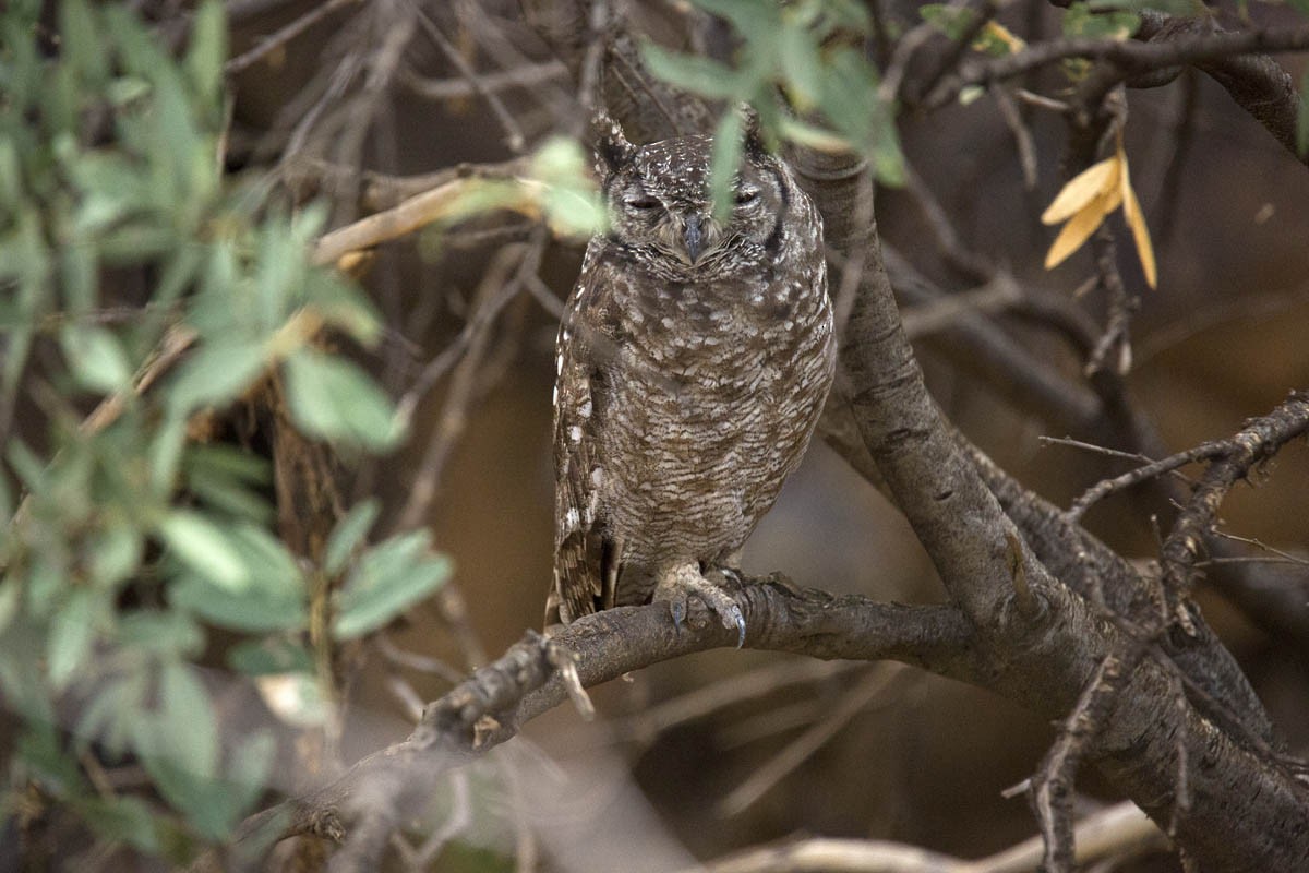 Spotted Eagle-Owl - ML620366873
