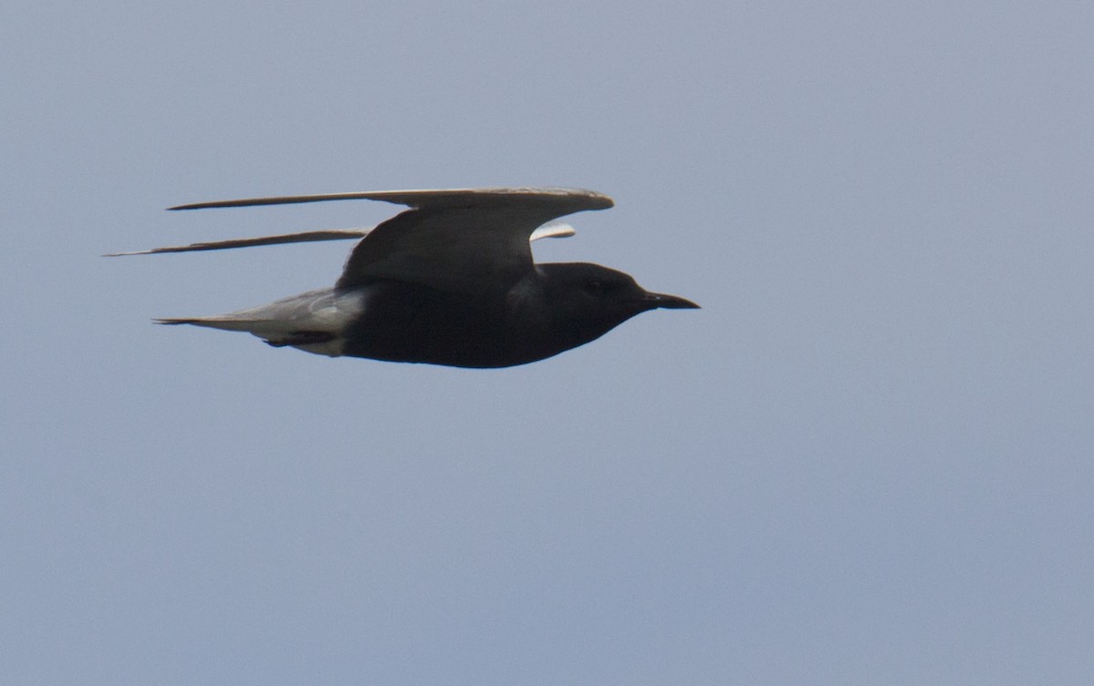 Black Tern - ML620366879