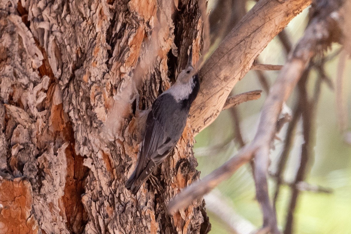 White-breasted Nuthatch - ML620366882
