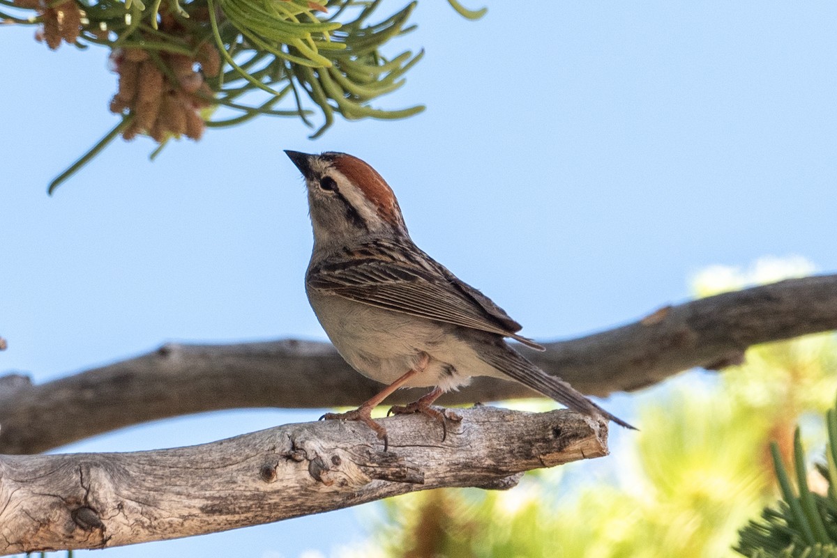 Chipping Sparrow - ML620366903