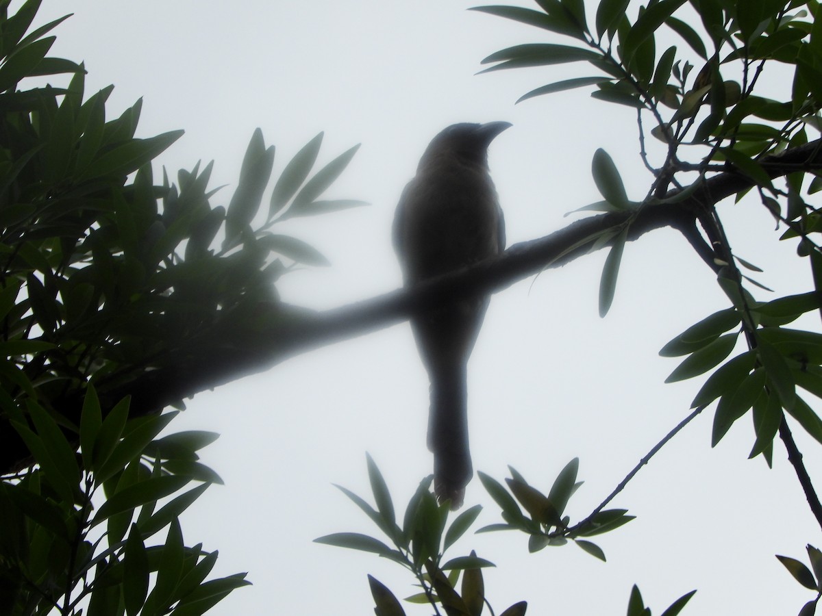 Gray Treepie - ML620366949