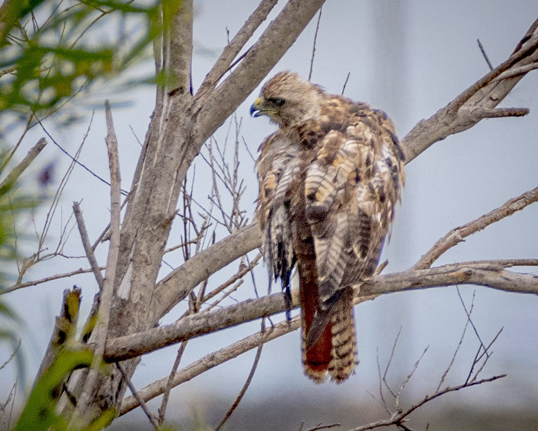 Red-tailed Hawk - ML620366953