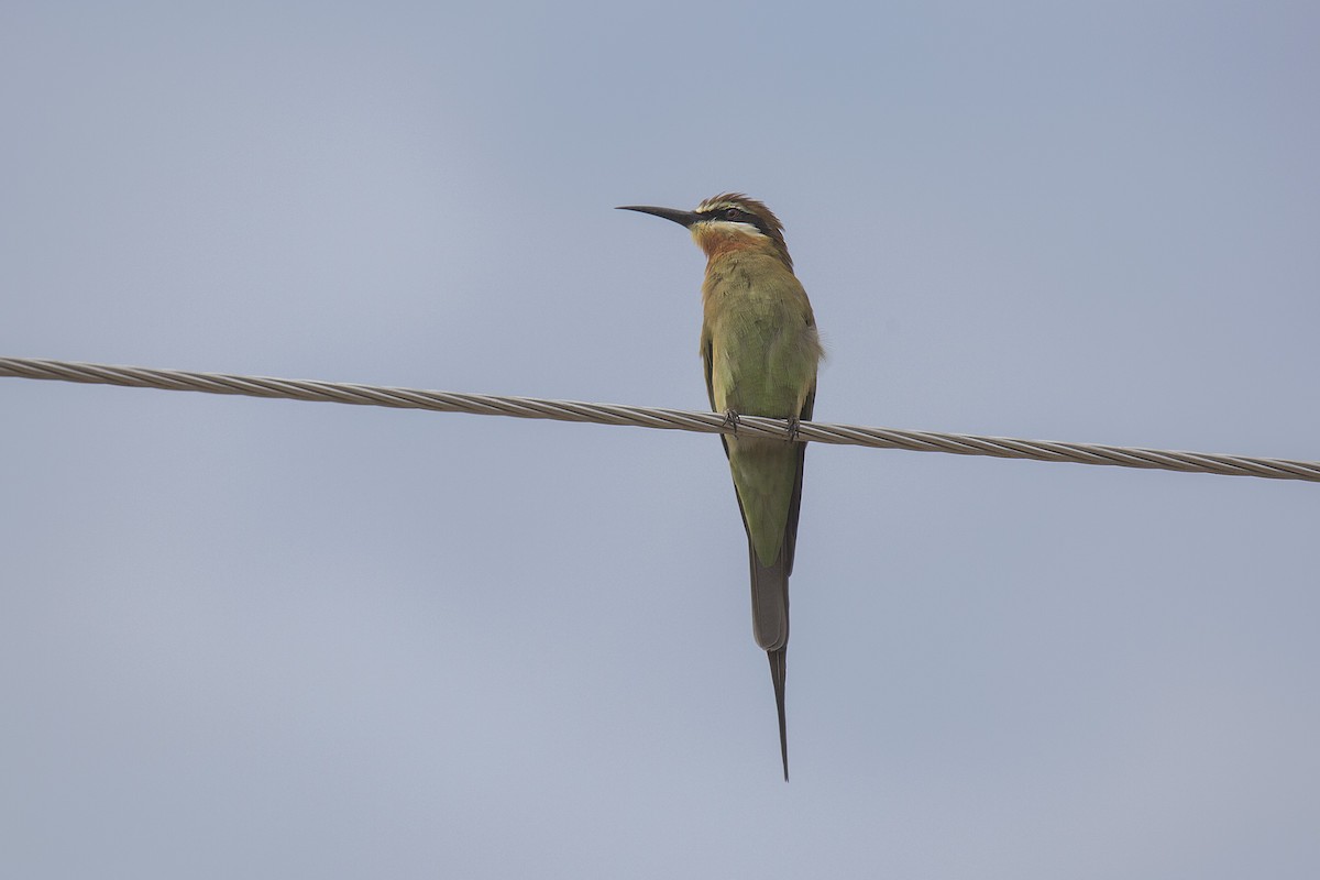 Madagascar Bee-eater - ML620366969