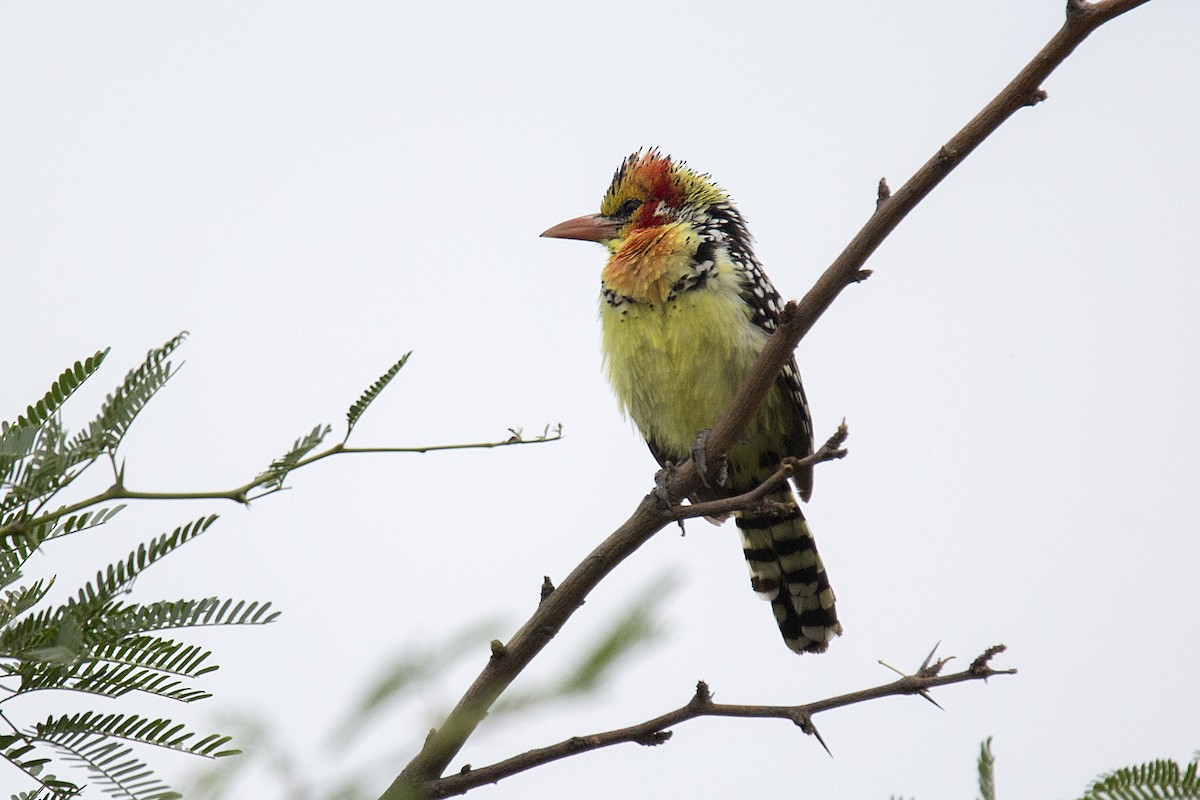 Red-and-yellow Barbet - ML620366974