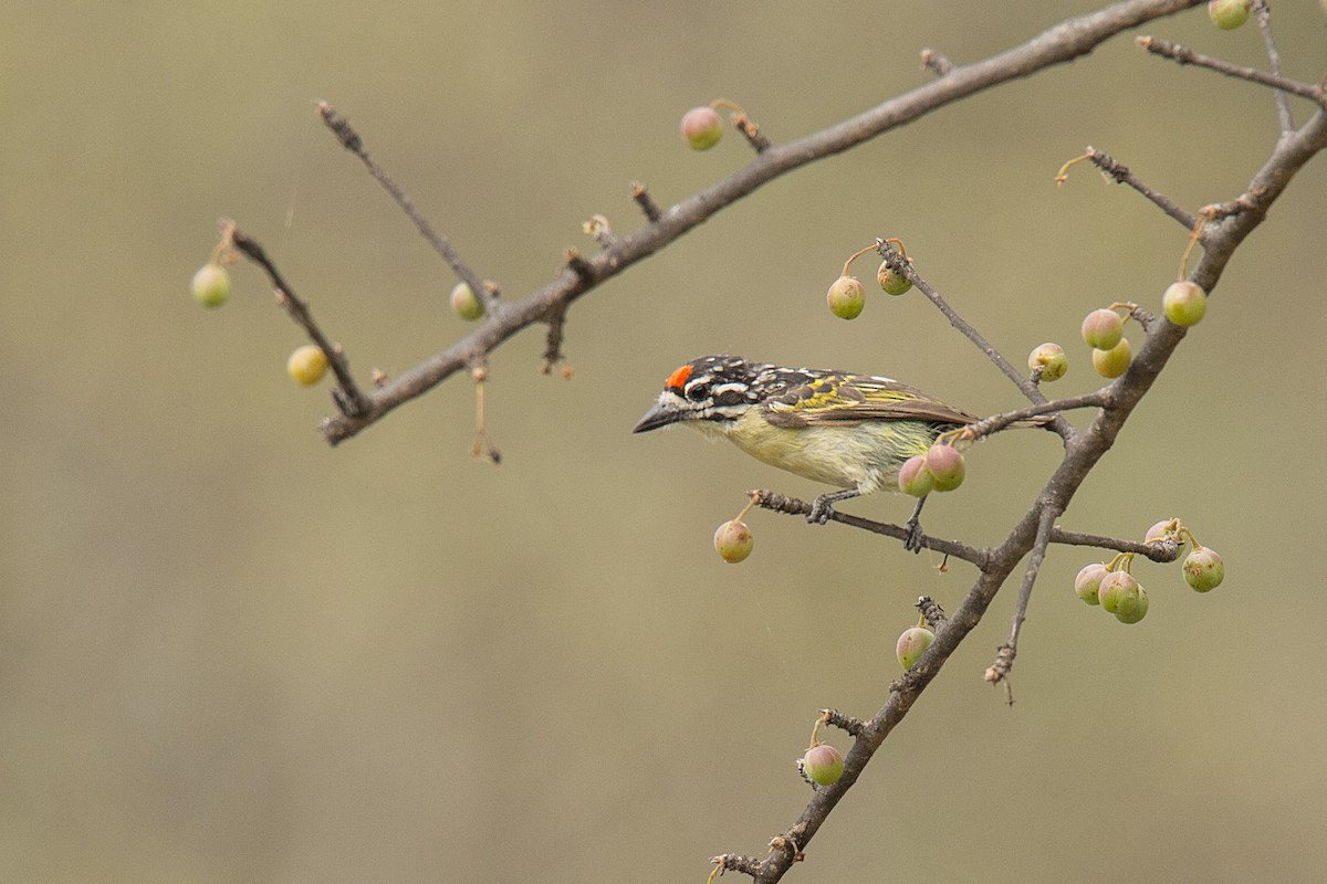 Kızıl Alınlı Cüce Barbet - ML620366981