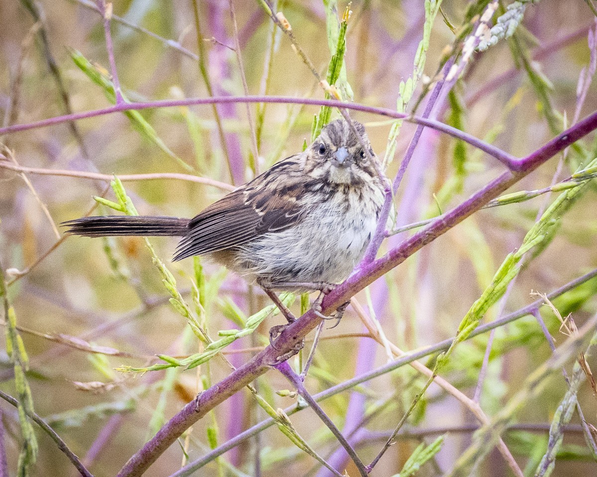 Song Sparrow - ML620366983