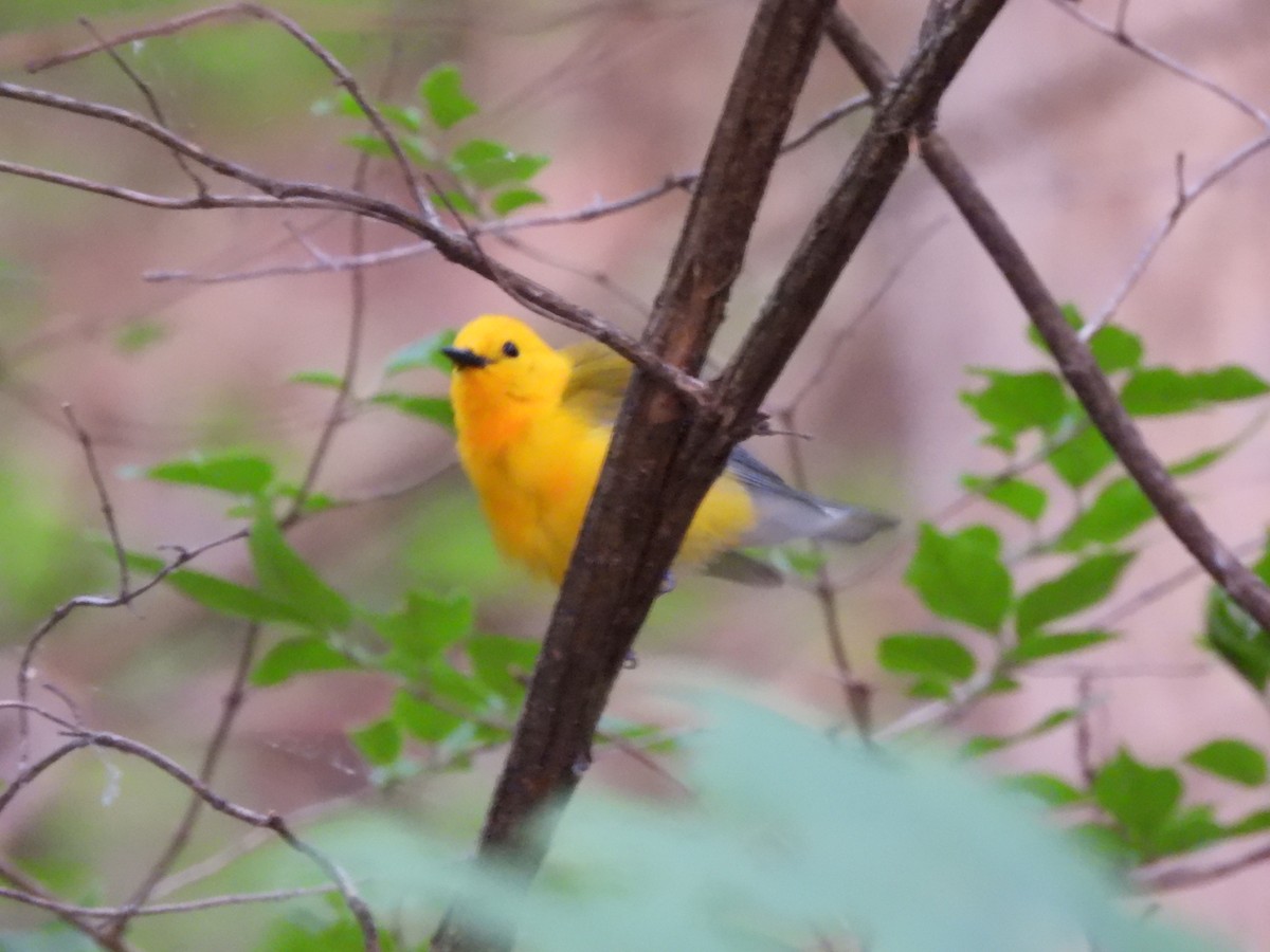 Prothonotary Warbler - ML620366989