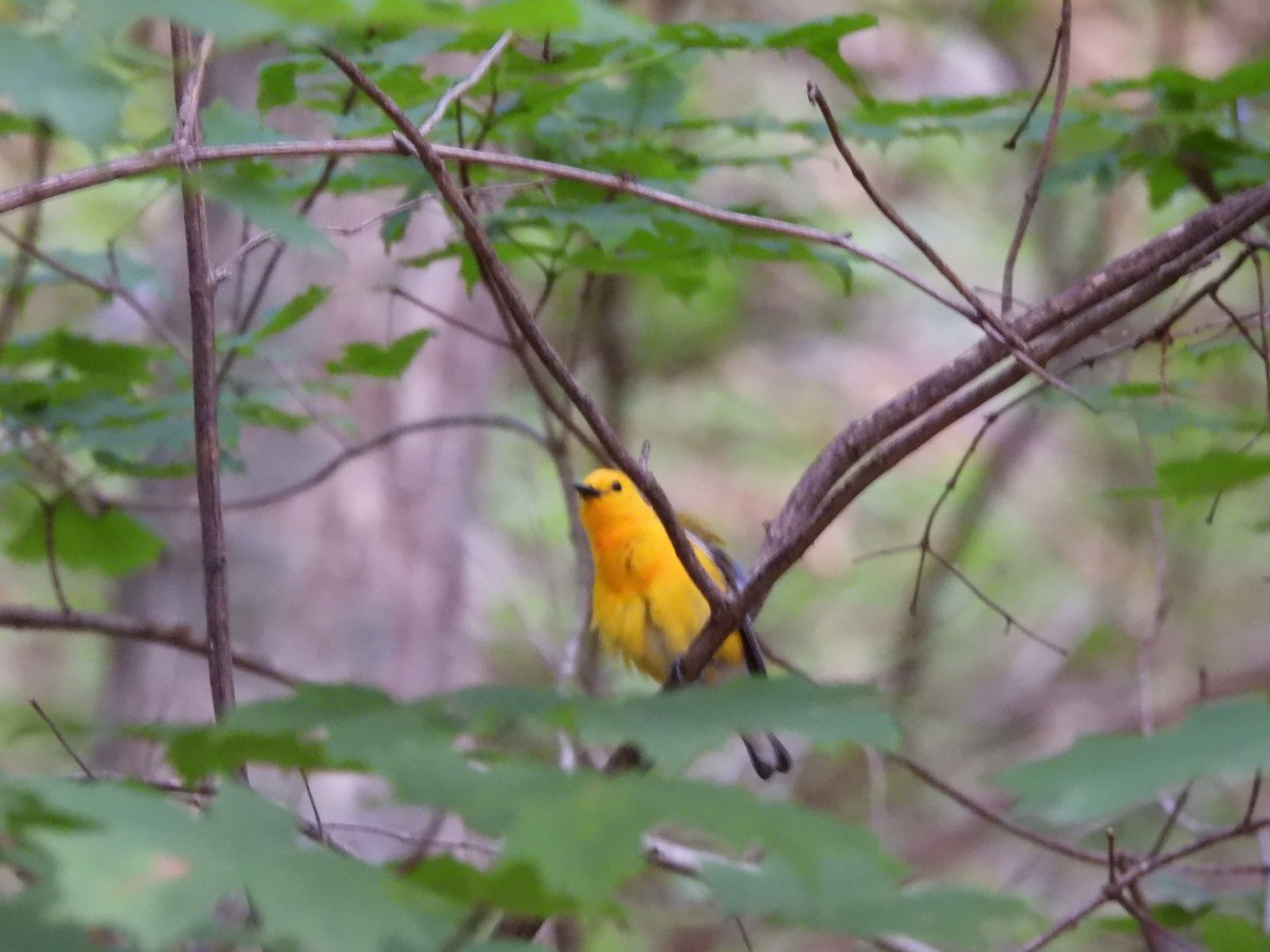 Prothonotary Warbler - ML620366990