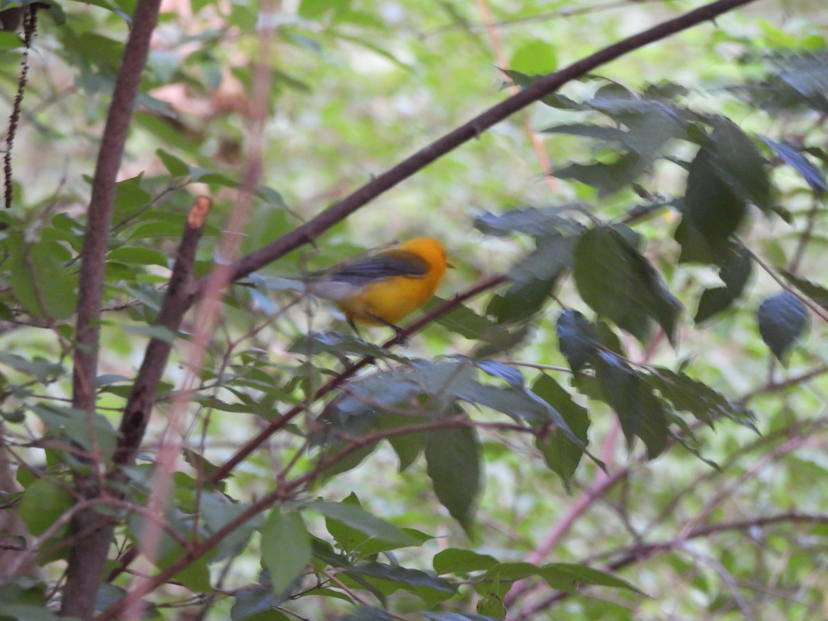 Prothonotary Warbler - ML620366991