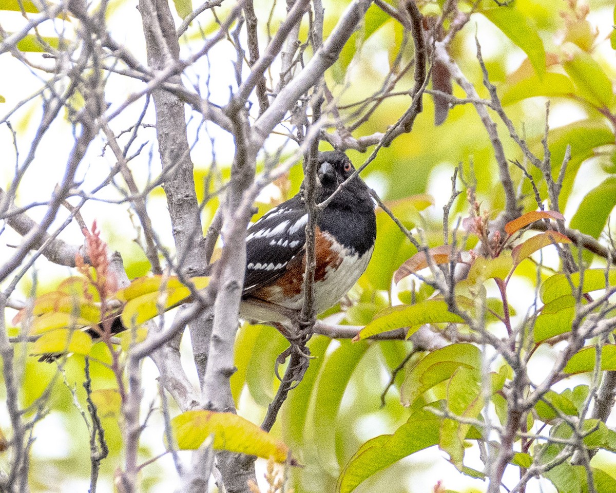 Spotted Towhee - ML620366992
