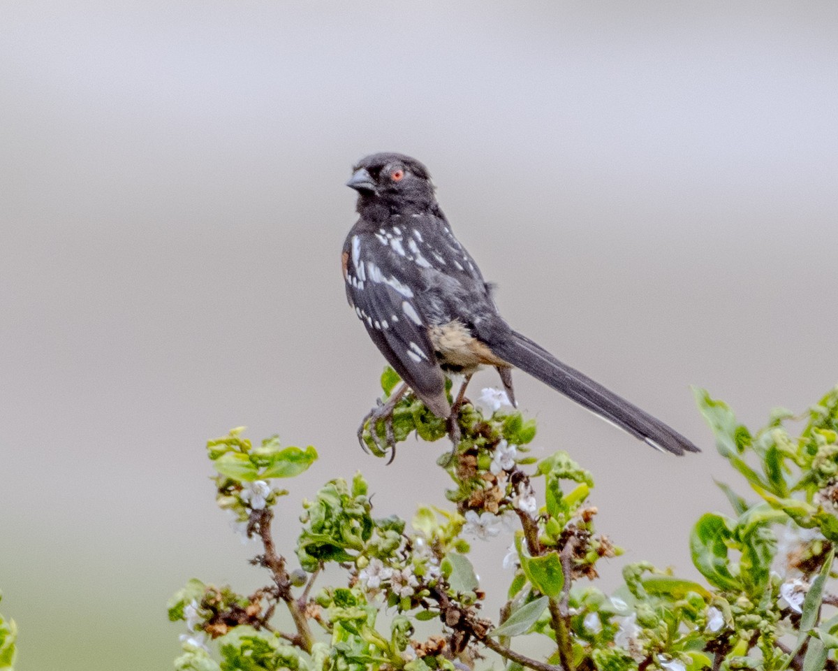 Spotted Towhee - ML620366996