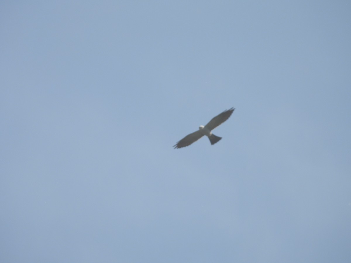 Mississippi Kite - ML620366998