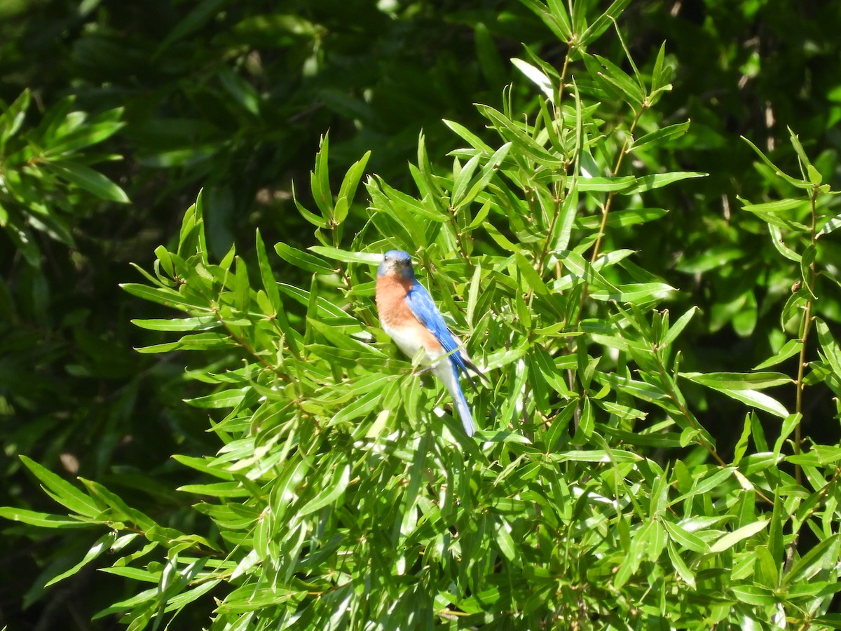 Eastern Bluebird - ML620367007