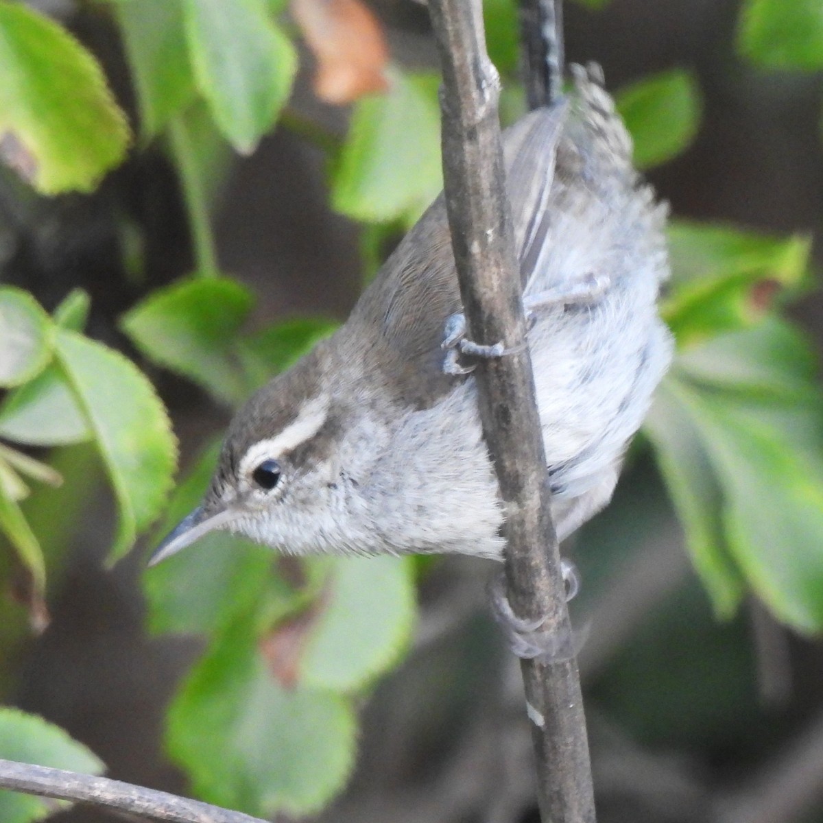 Bewick's Wren - ML620367014