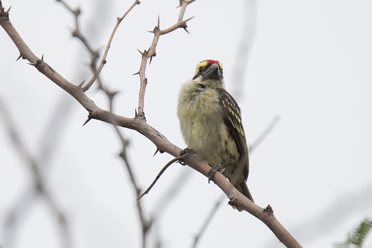 Red-fronted Barbet - ML620367018