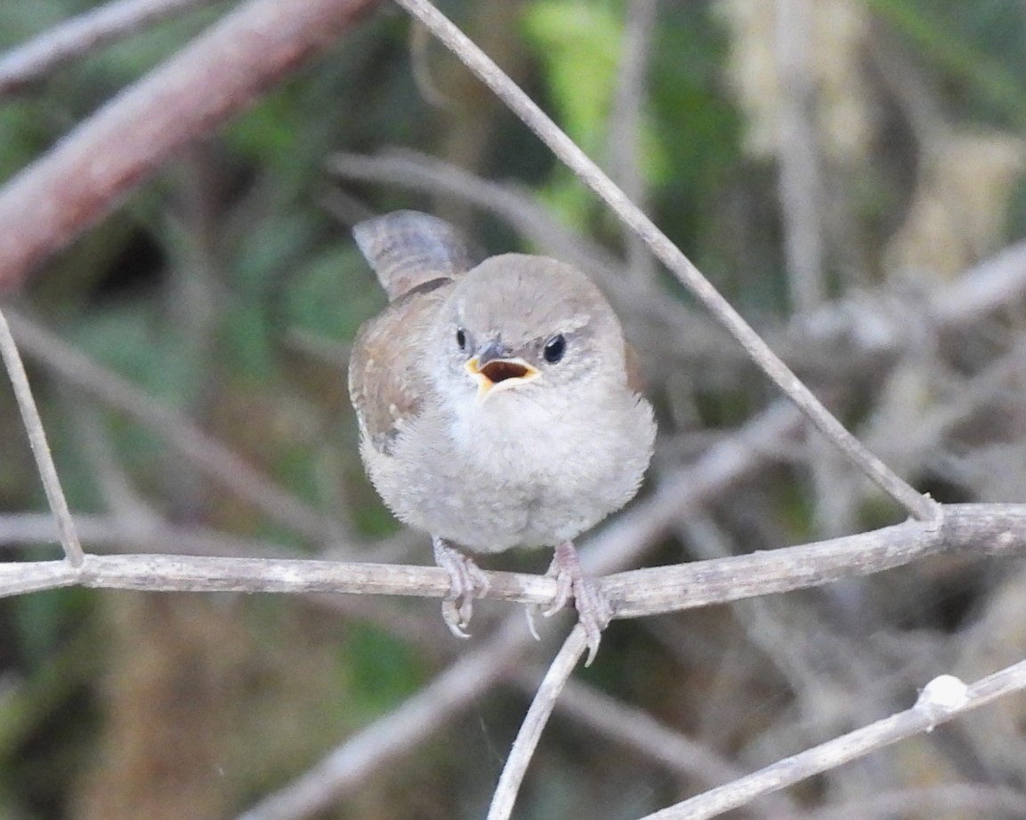 Bewick's Wren - ML620367033