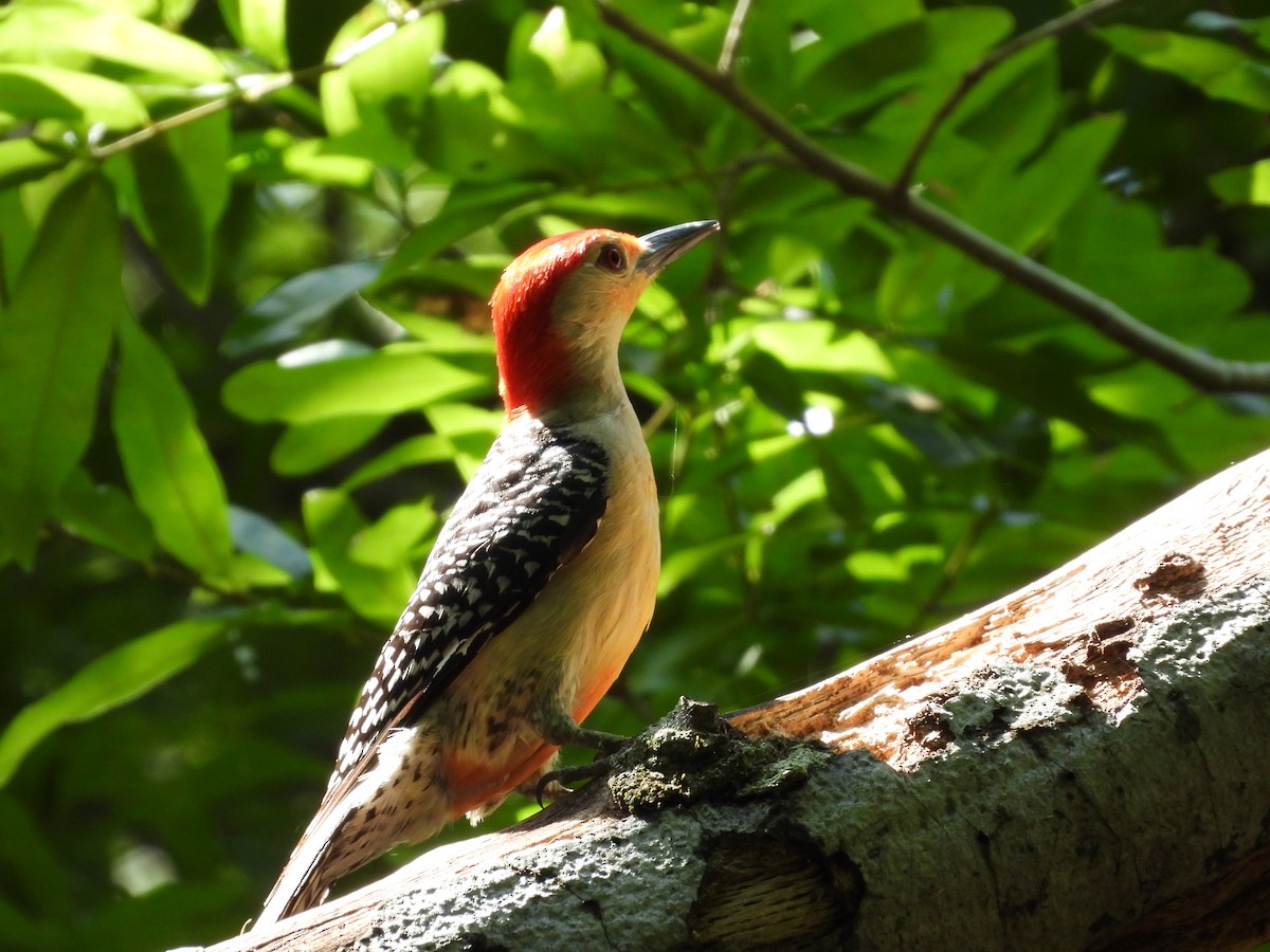Red-bellied Woodpecker - ML620367035