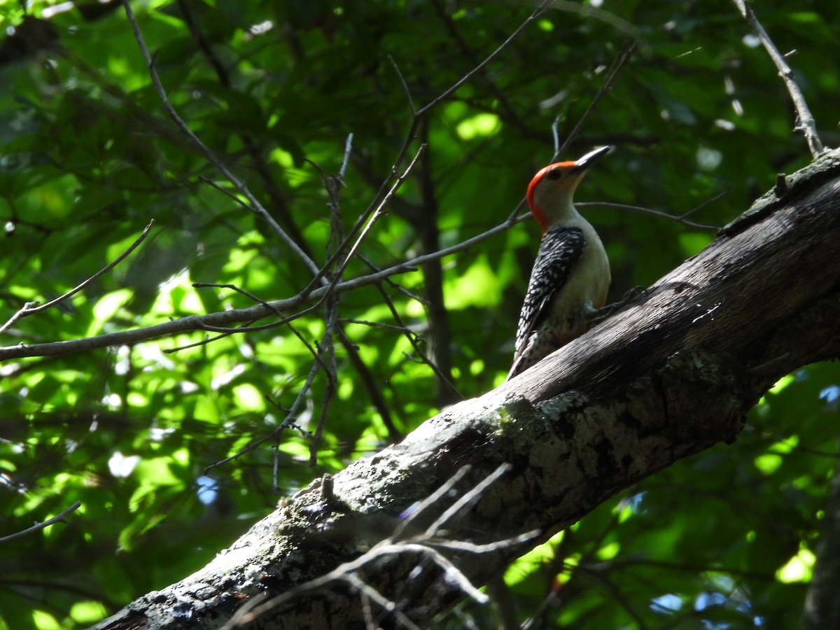 Red-bellied Woodpecker - ML620367036