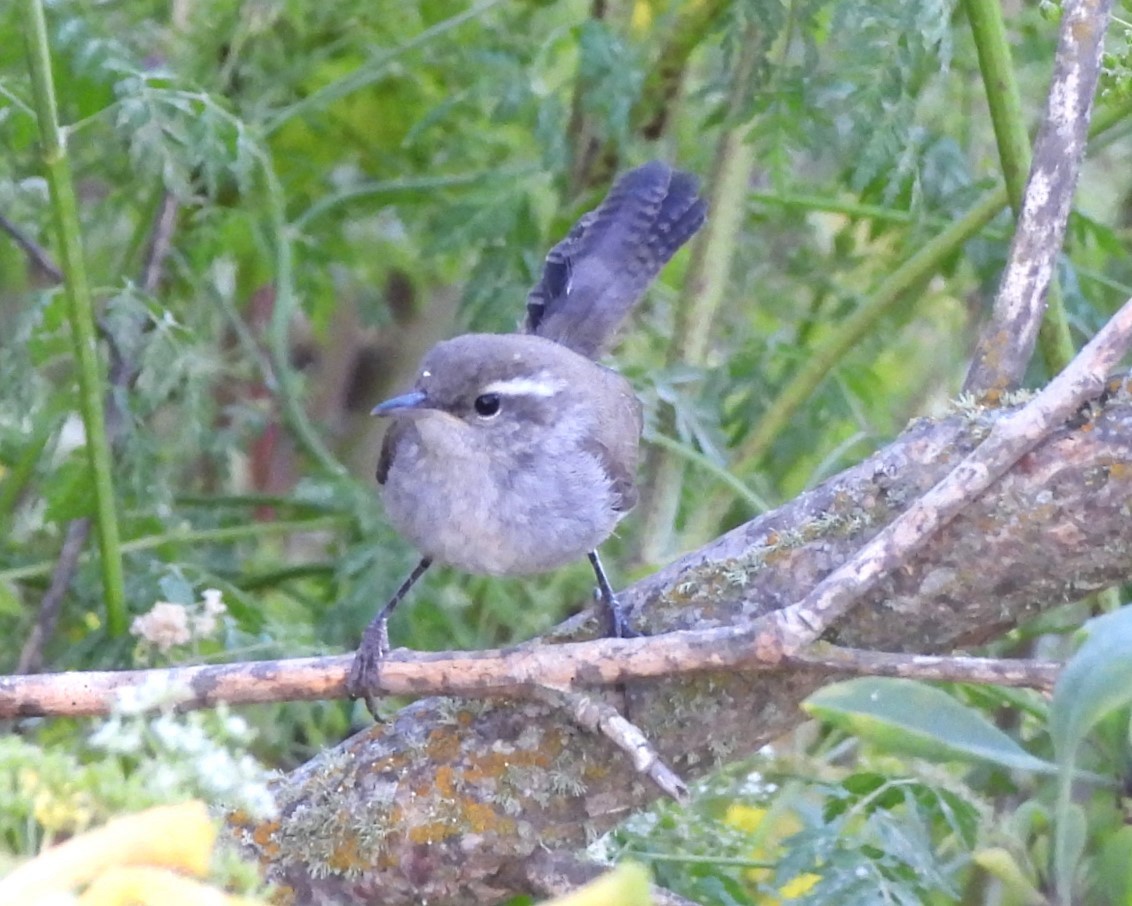 Bewick's Wren - ML620367039