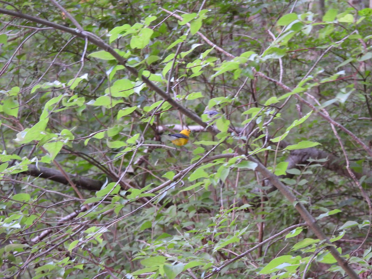 Prothonotary Warbler - ML620367042