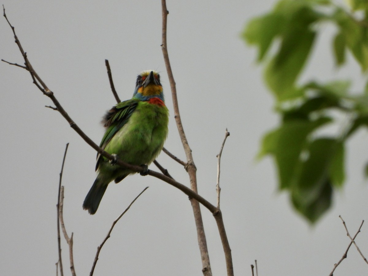 barbet tchajwanský - ML620367044