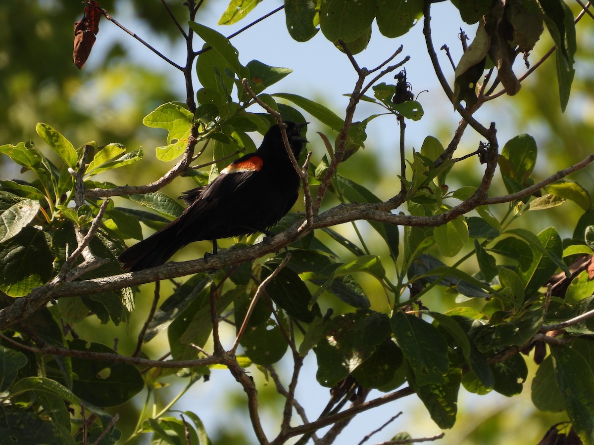 Red-winged Blackbird - ML620367045