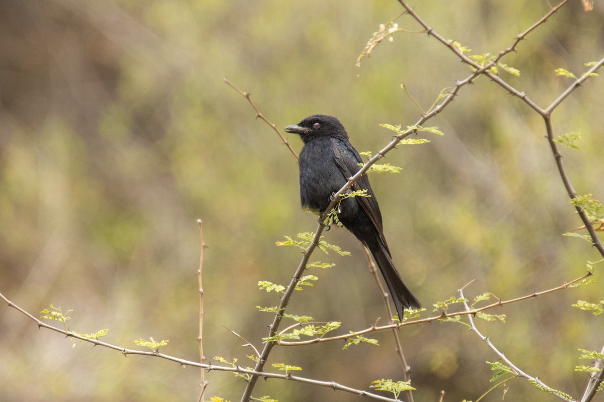 Fork-tailed Drongo - ML620367055