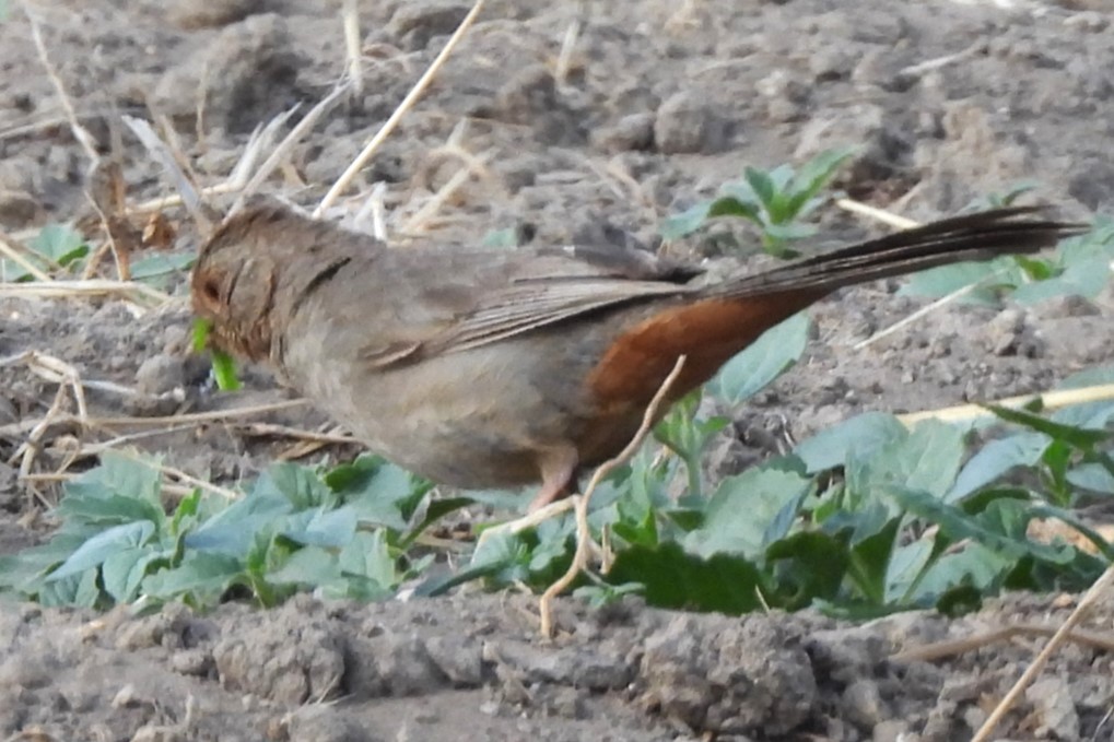 California Towhee - ML620367071