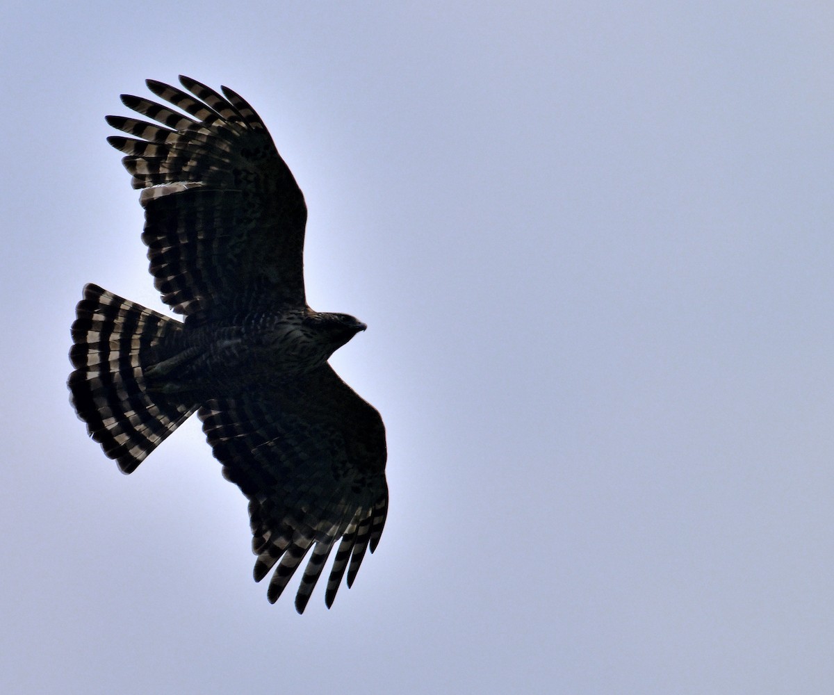 Águila Montañesa - ML620367091