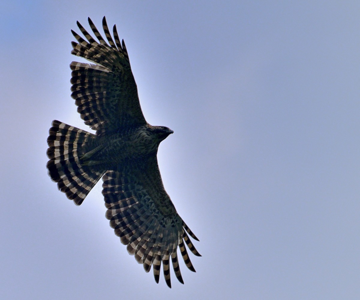 Águila Montañesa - ML620367096