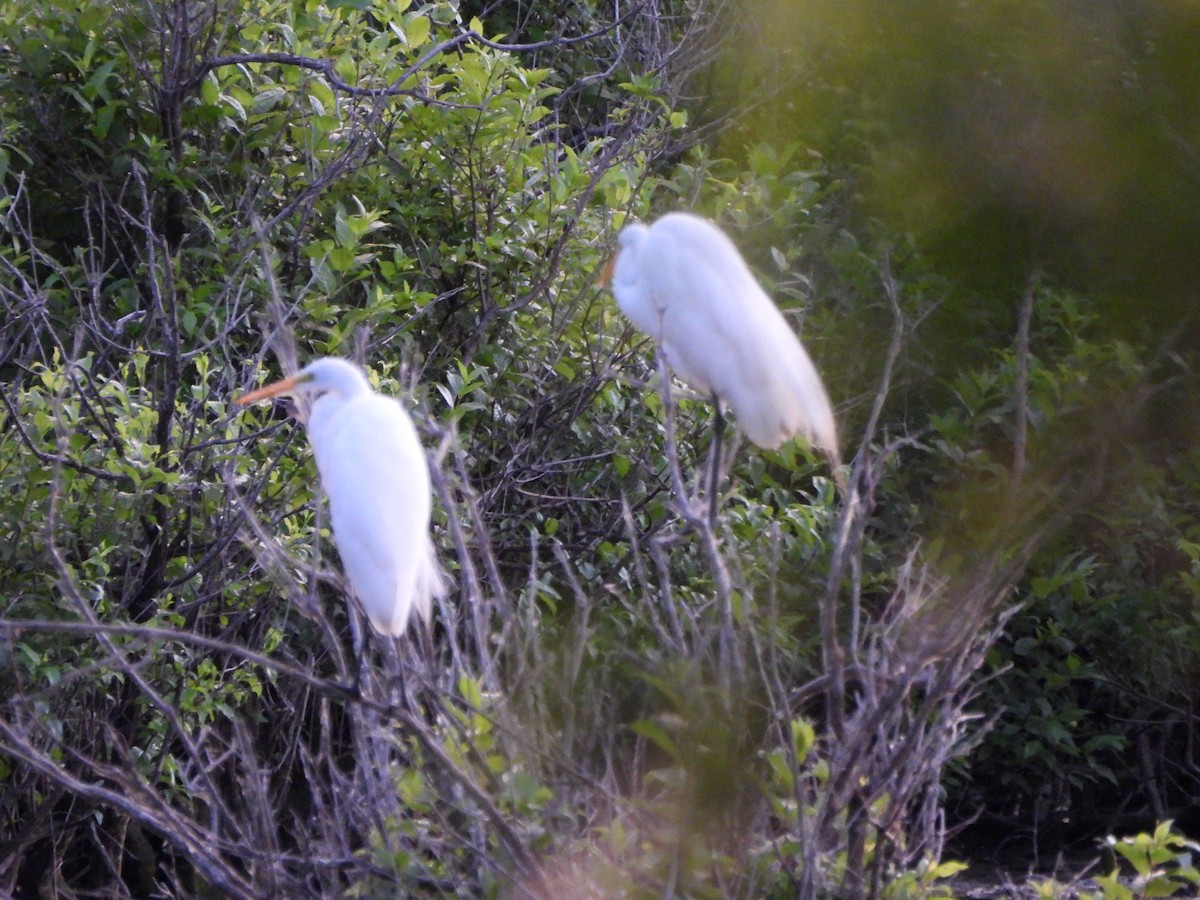 Great Egret - ML620367104